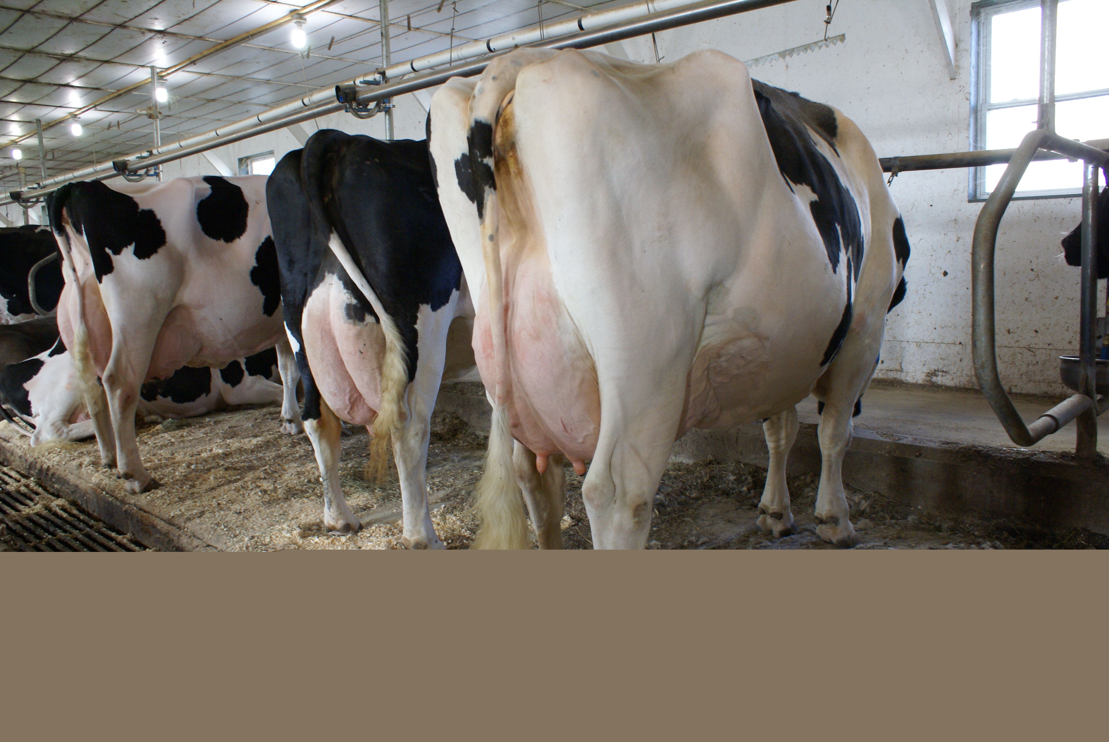 Dairy Holstein cattle